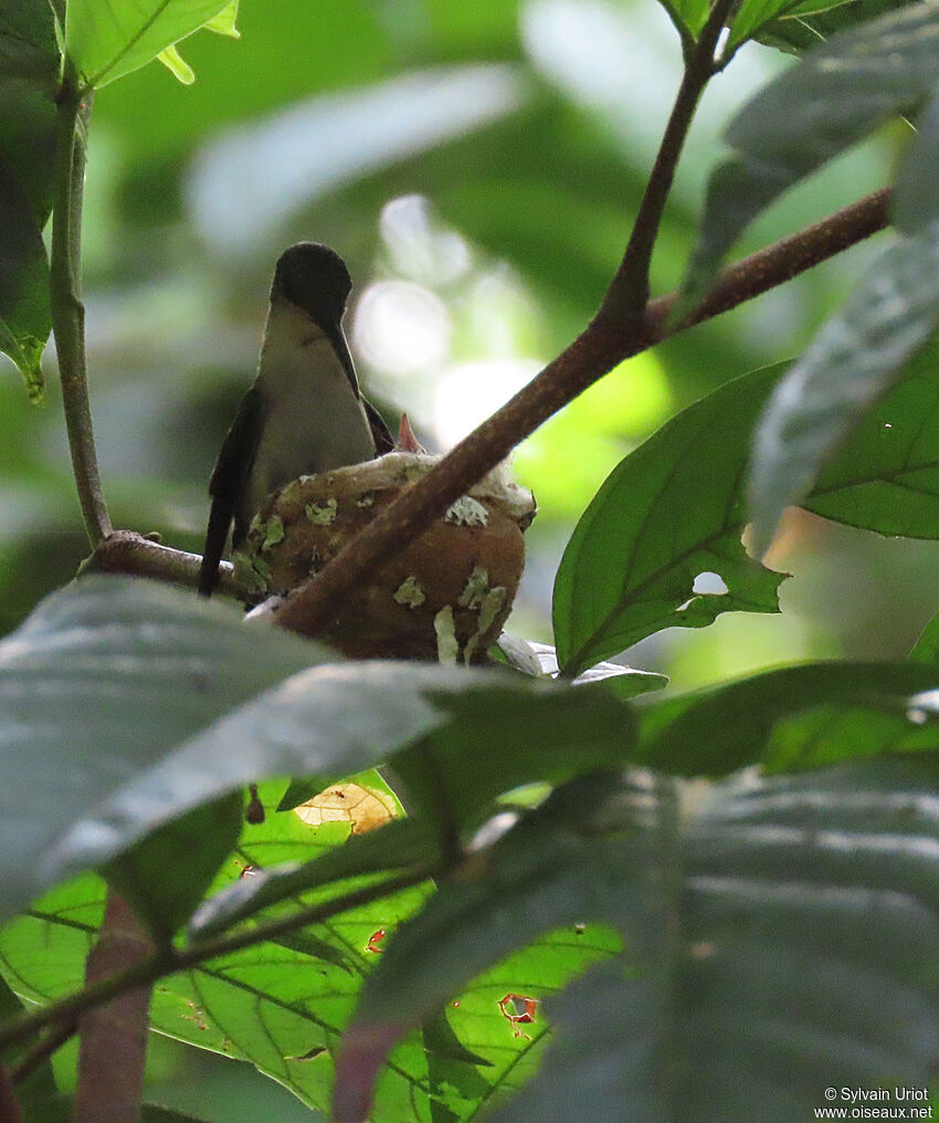 Fork-tailed Woodnymph female adult