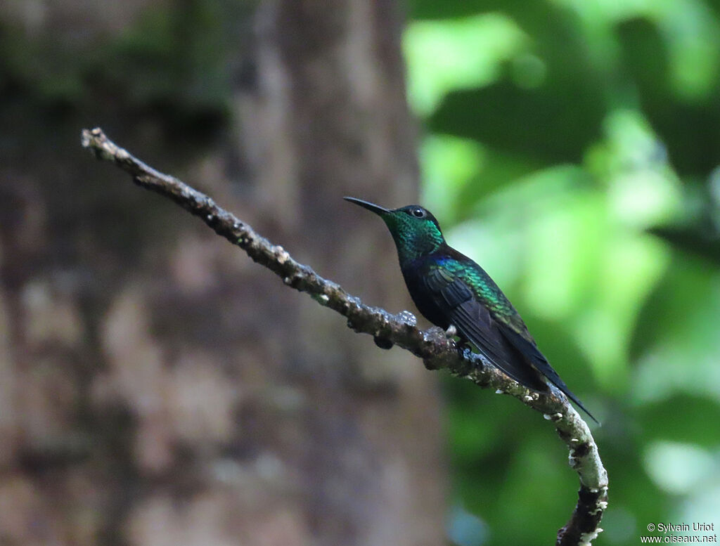 Fork-tailed Woodnymph male adult