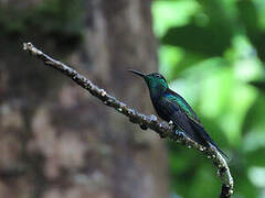 Fork-tailed Woodnymph