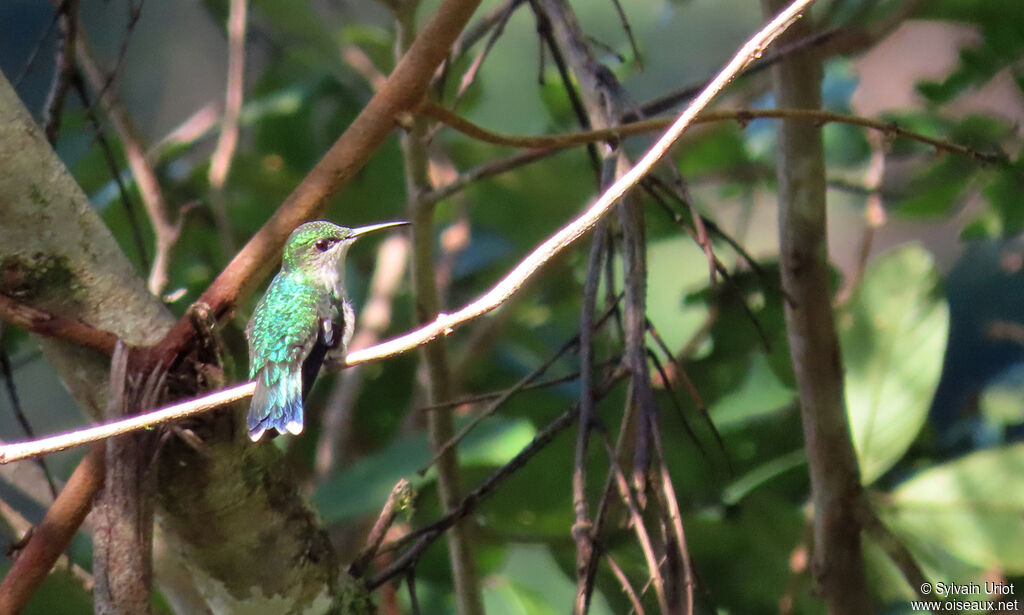 Fork-tailed Woodnymph female adult