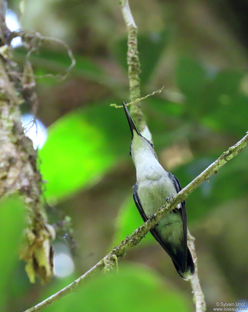 Fork-tailed Woodnymph female adult