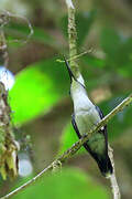 Fork-tailed Woodnymph