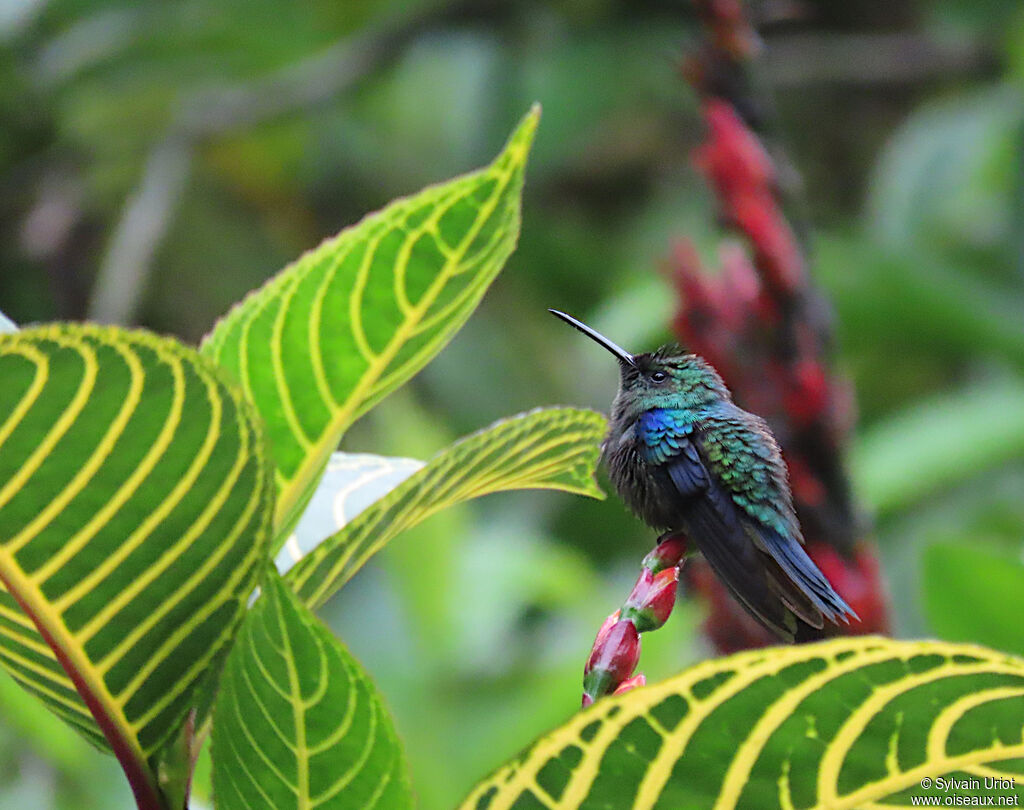 Crowned Woodnymph male adult