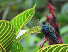 Crowned Woodnymph