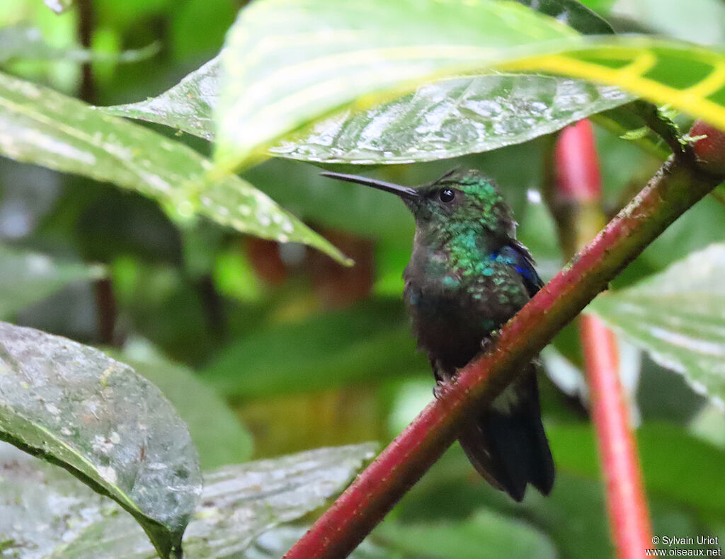 Crowned Woodnymph male adult