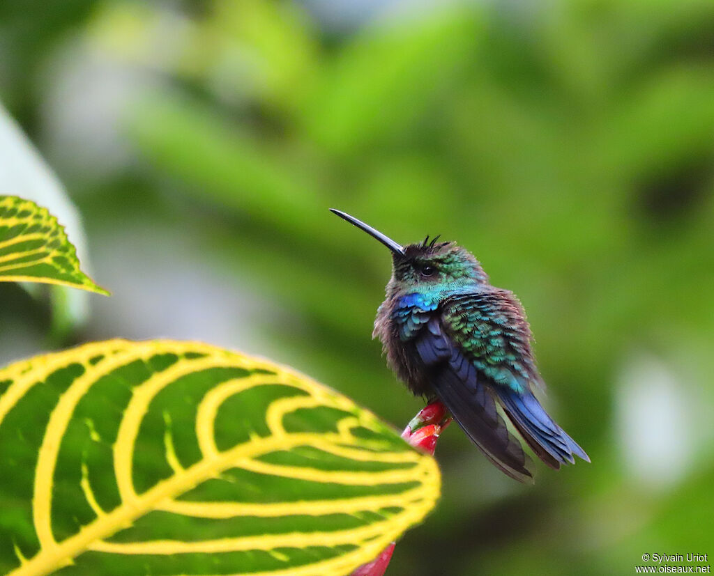 Crowned Woodnymph male adult