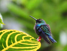 Crowned Woodnymph