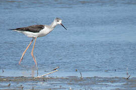 Black-winged Stilt