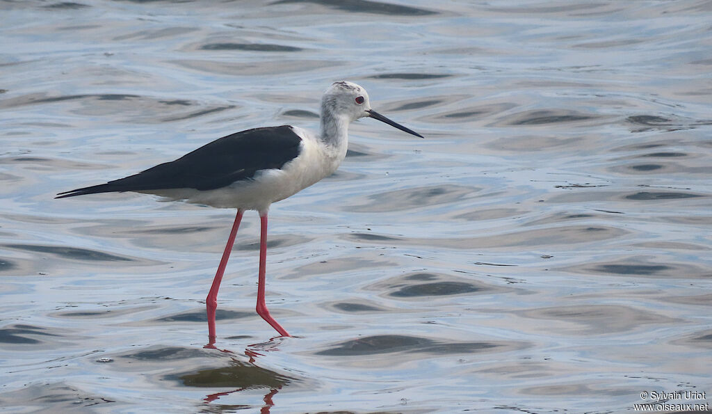 Black-winged Stiltadult