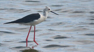 Black-winged Stilt