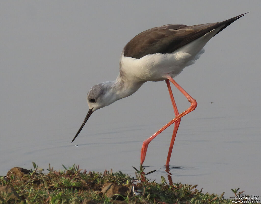 Black-winged Stiltadult