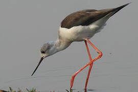 Black-winged Stilt