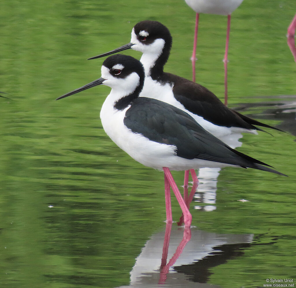 Black-necked Stiltadult