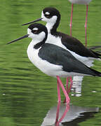 Black-necked Stilt