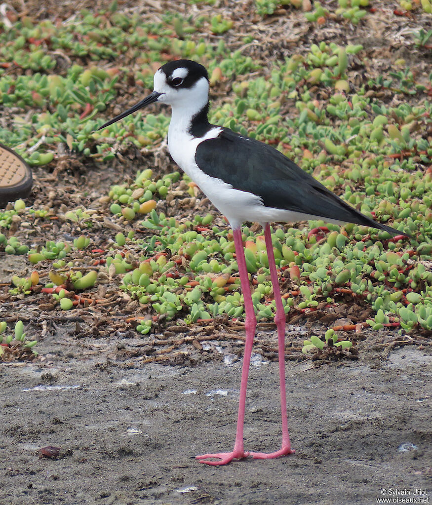 Black-necked Stiltadult