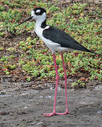 Black-necked Stilt