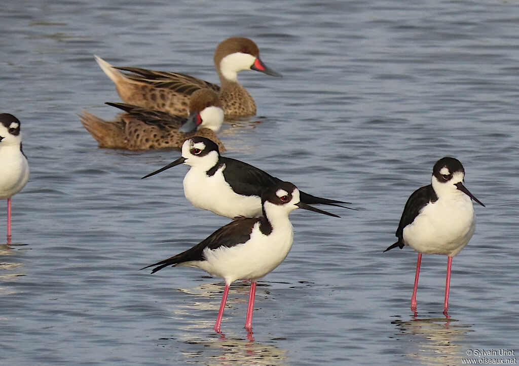 Black-necked Stiltadult