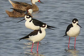 Black-necked Stilt