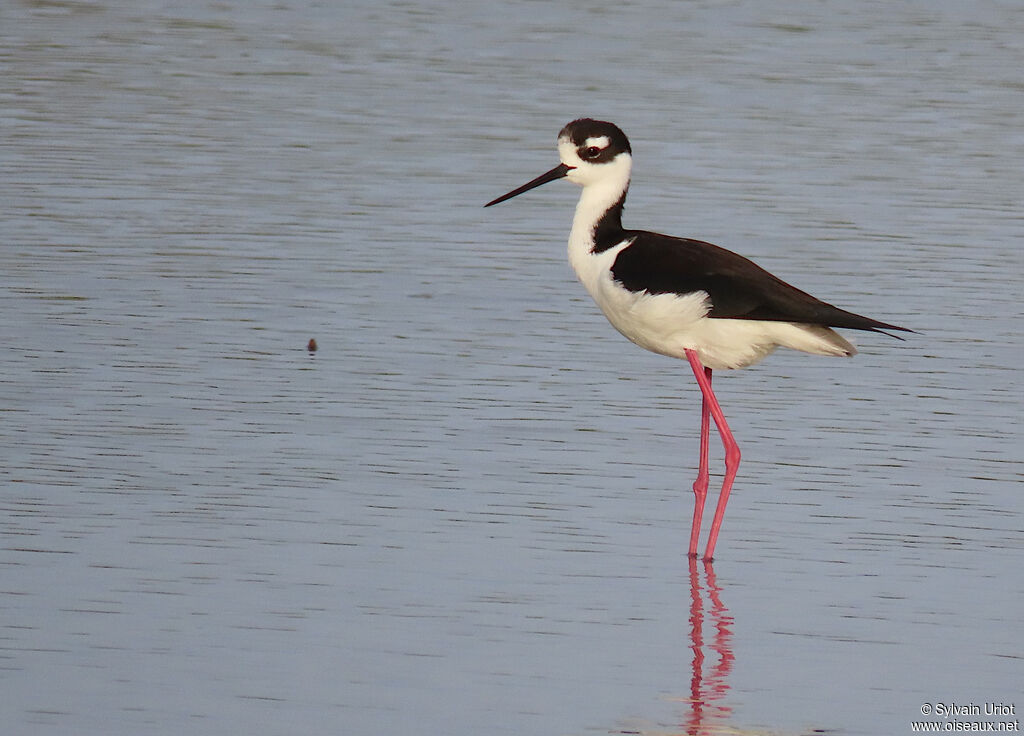 Black-necked Stiltadult