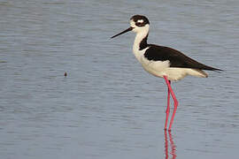 Black-necked Stilt