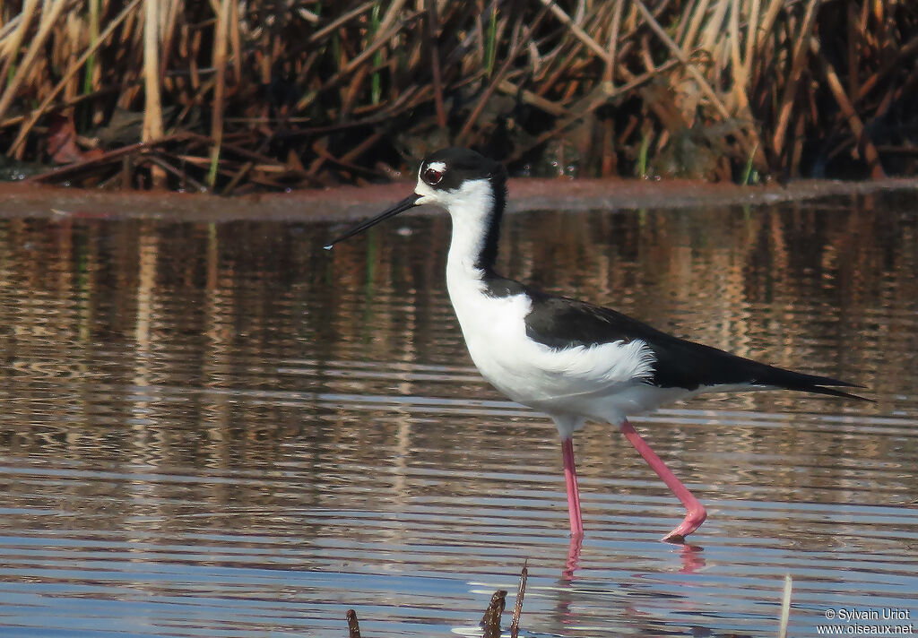 Black-necked Stiltadult