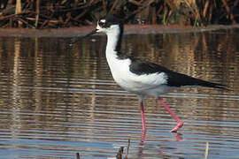 Black-necked Stilt