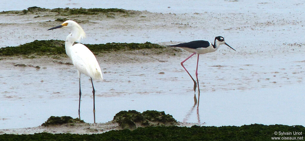 Black-necked Stiltadult