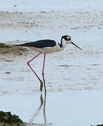 Black-necked Stilt