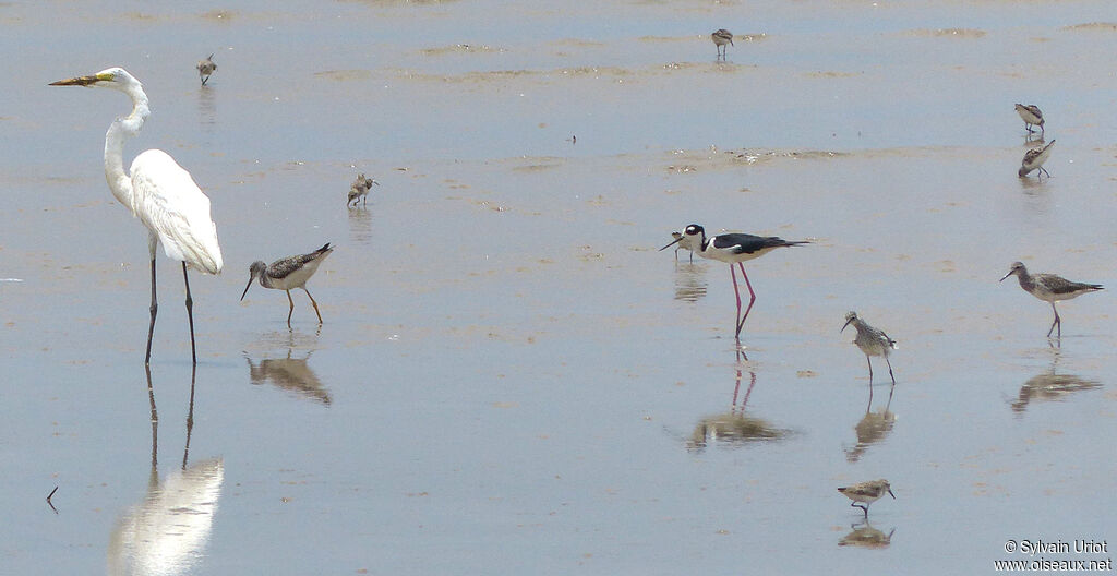 Black-necked Stilt