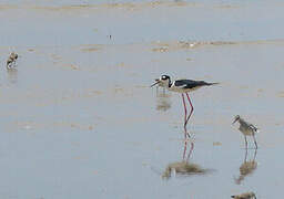 Black-necked Stilt