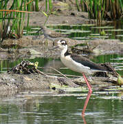 Black-necked Stilt