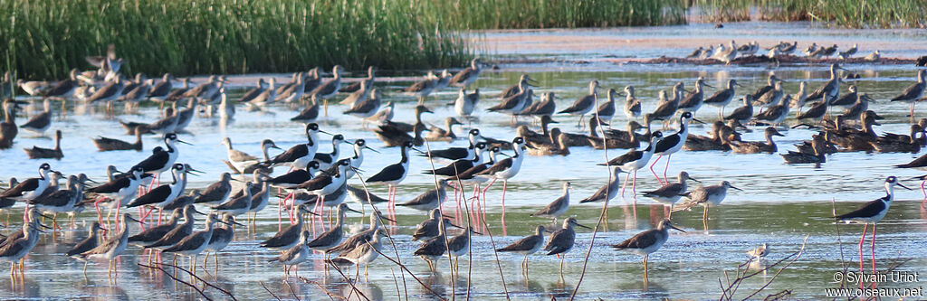 Black-necked Stilt