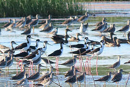 Black-necked Stilt