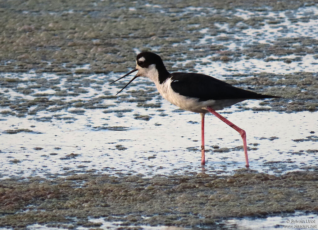 Black-necked Stiltadult