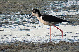 Black-necked Stilt