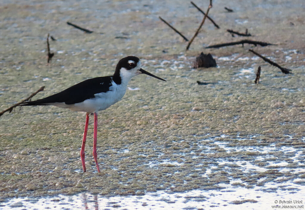 Black-necked Stiltadult