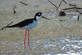 Black-necked Stilt