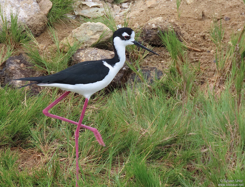 Black-necked Stiltadult