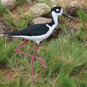 Black-necked Stilt