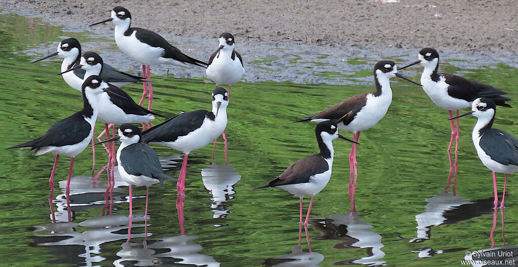 Black-necked Stiltadult