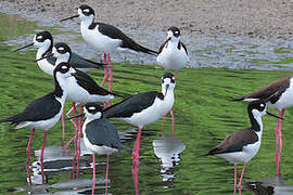 Black-necked Stilt