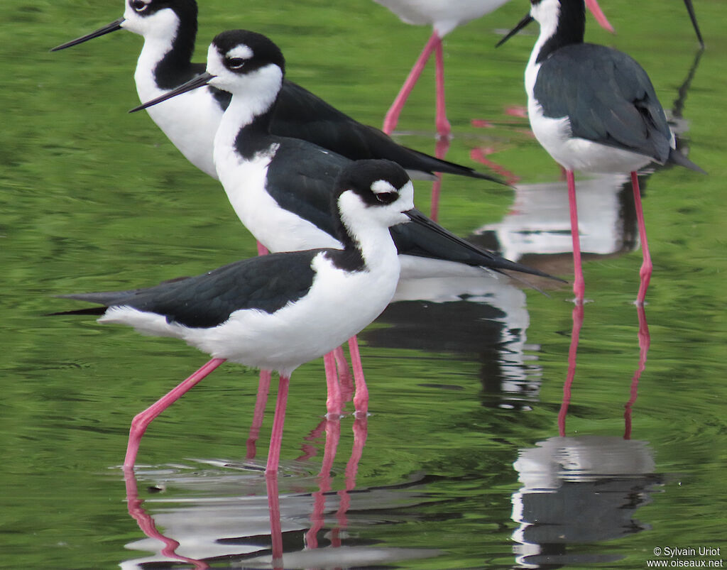 Black-necked Stiltadult