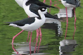 Black-necked Stilt