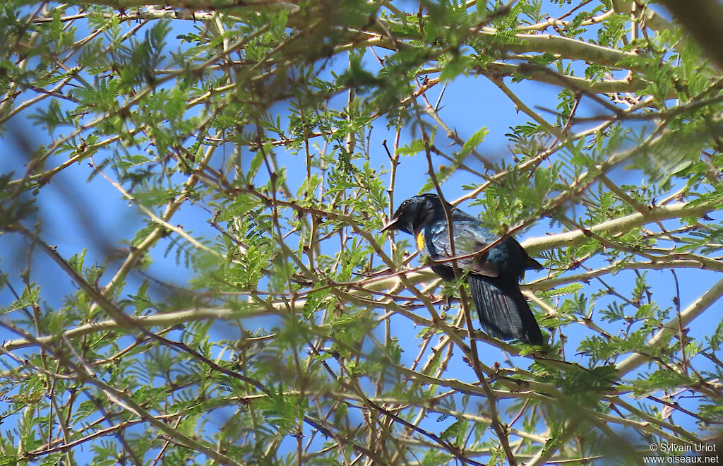 Black Cuckooshrike male adult