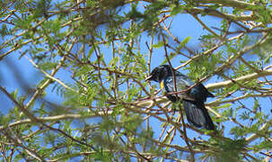 Black Cuckooshrike