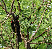 Échenilleur à épaulettes rouges