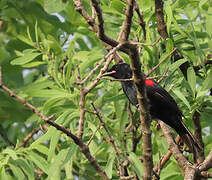 Red-shouldered Cuckooshrike