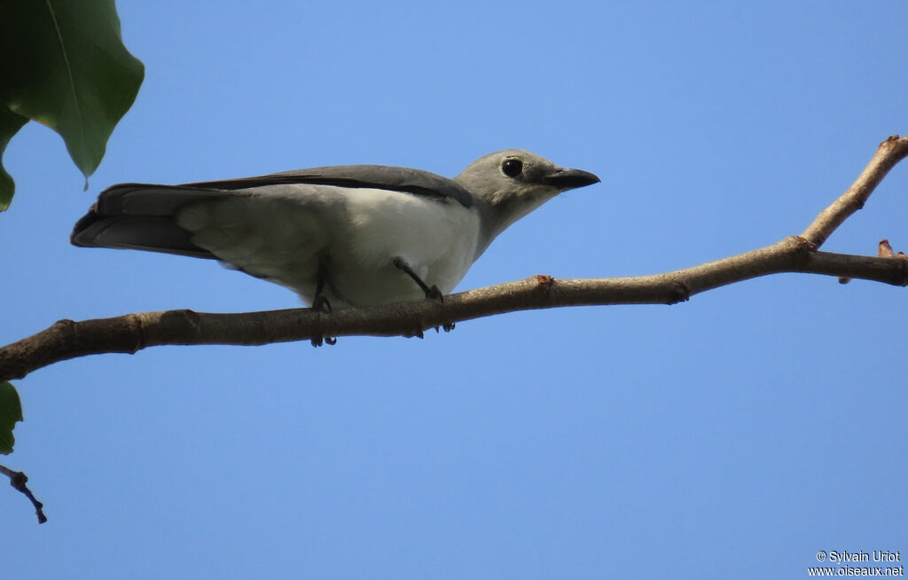 White-breasted Cuckooshrike female adult