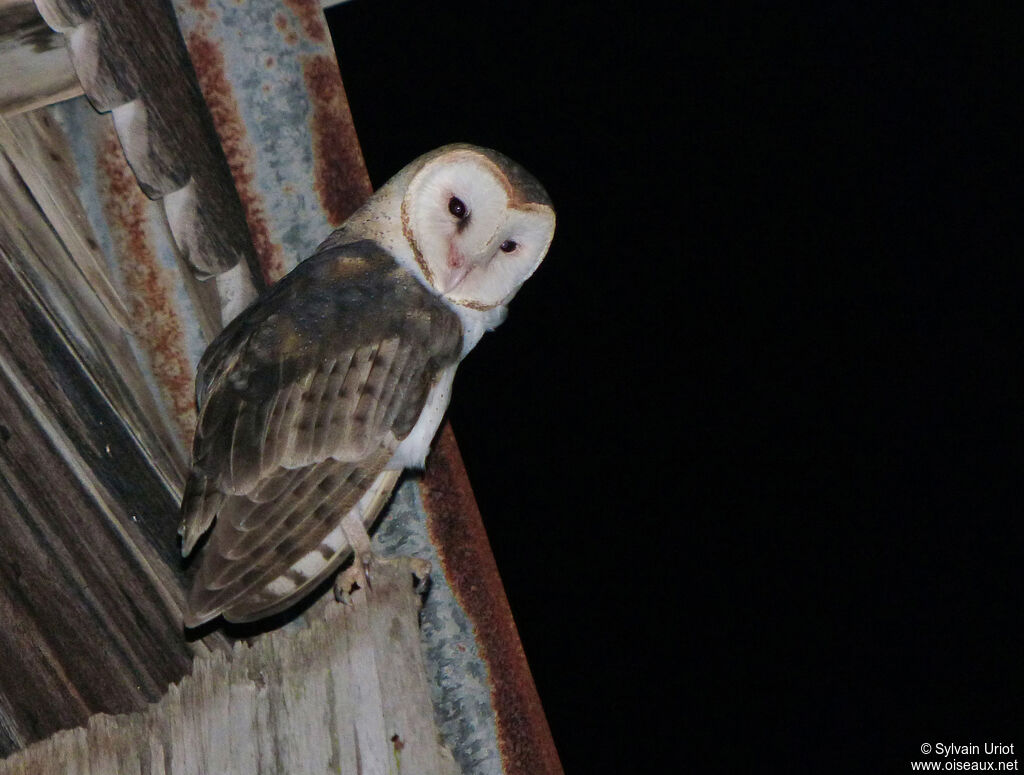 American Barn Owladult, identification