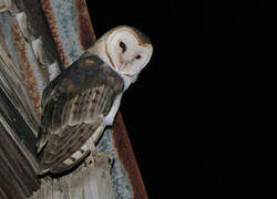 American Barn Owl